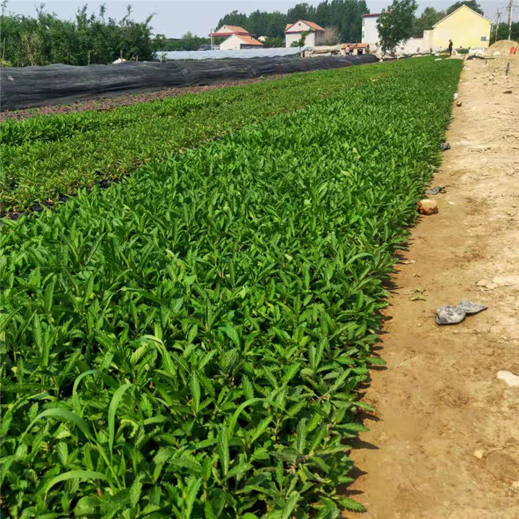 喜湿润，怕涝 马鞭草营养杯 观赏花卉价格 马鞭草供货商