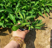 马鞭草 园林造景用柳叶马鞭草小苗批发 量大价优