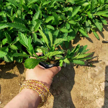马鞭草 园林造景用柳叶马鞭草小苗批发 量大价优