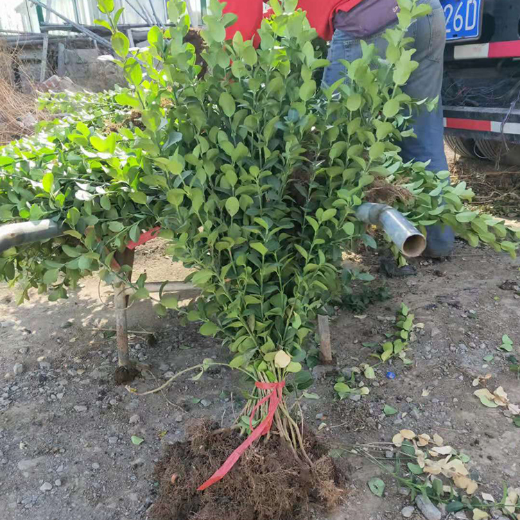 卫矛小苗 绿化用绿篱卫矛 山东青州绿化苗木种植基地