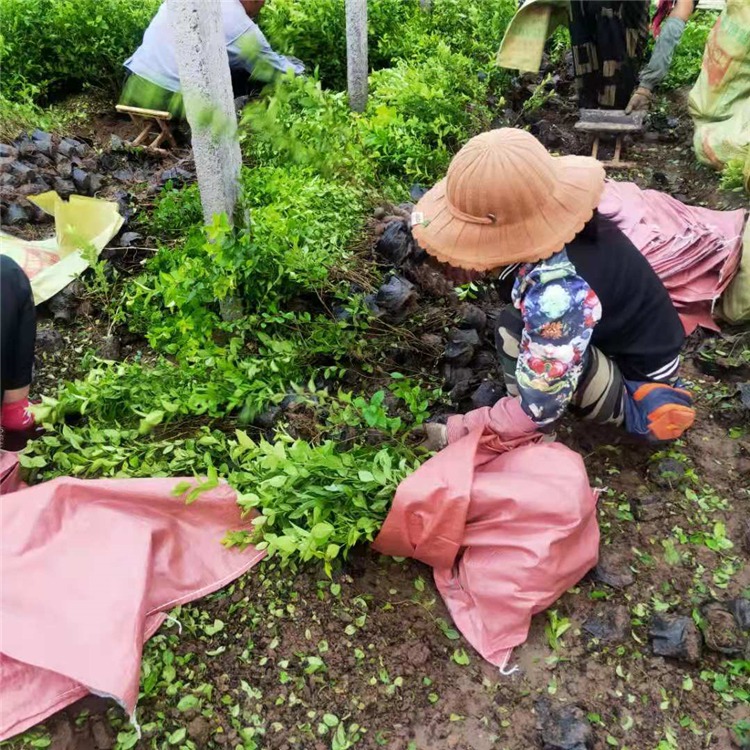 金叶女贞苗 基地批发 绿化苗木基地 金叶女贞供应商
