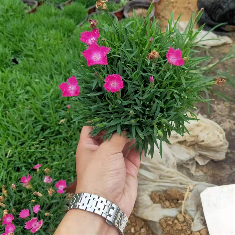 草花种植批发 双色盆欧石竹 苗圃供应 欧石竹种植基地