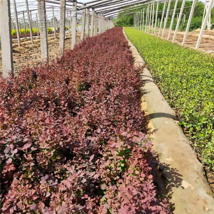 批发红叶小檗 工程绿化苗紫叶小檗 全意花卉