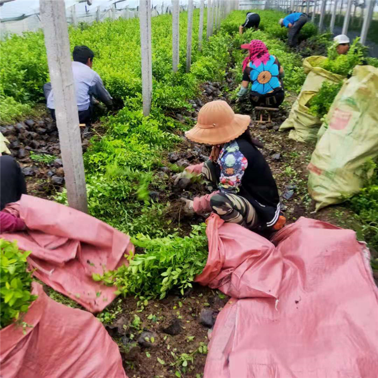 地栽金叶女贞 适应能力强 山东绿化苗木 金叶女贞供应商