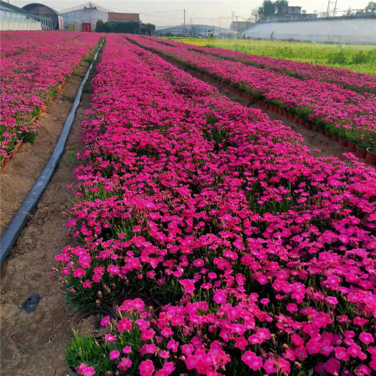 山东草花 欧石竹小苗 苗圃供应 欧石竹供货商