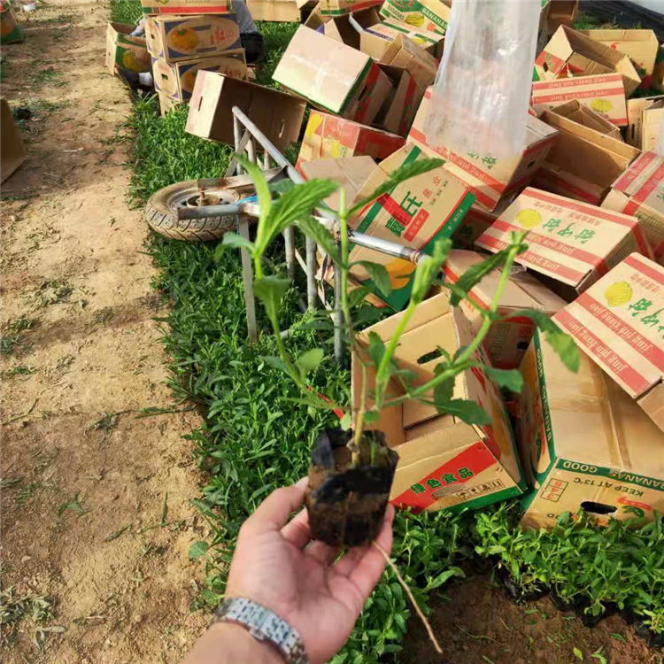 喜干燥、阳光充足 马鞭草营养杯 观赏花卉价格 马鞭草价格