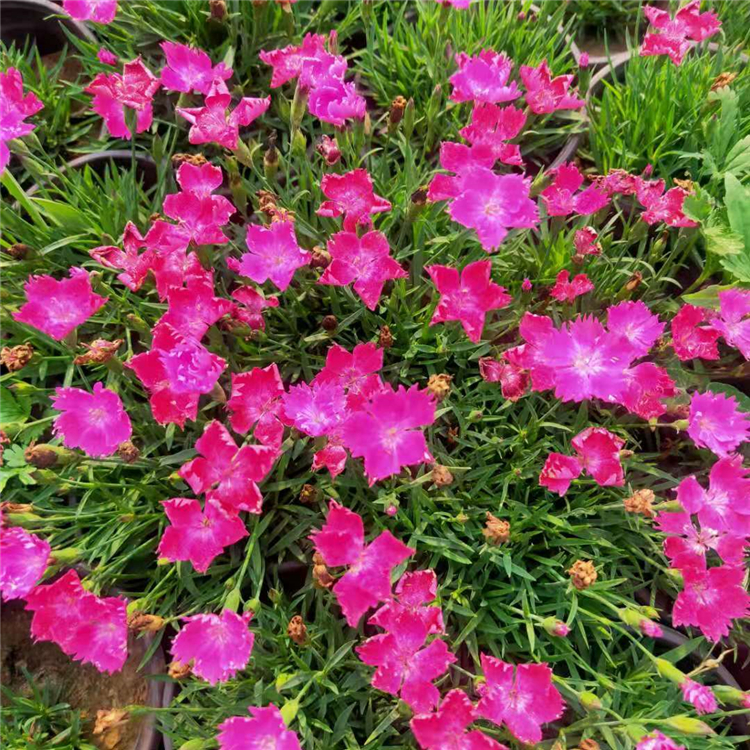 欧石竹花海 基地供货 批量花卉苗子供应 全意