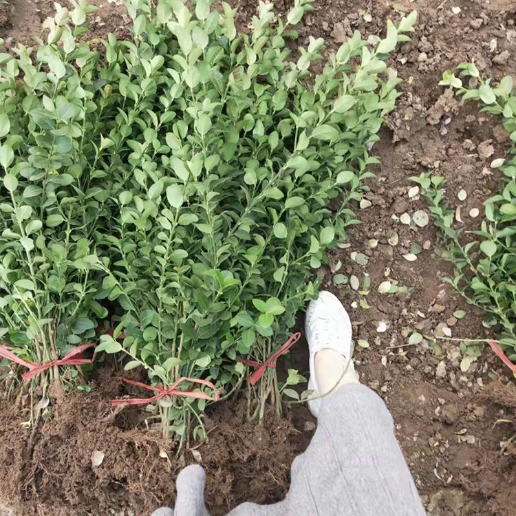 卫矛绿化工程苗 青州卫矛种植 全意花卉 发货快捷