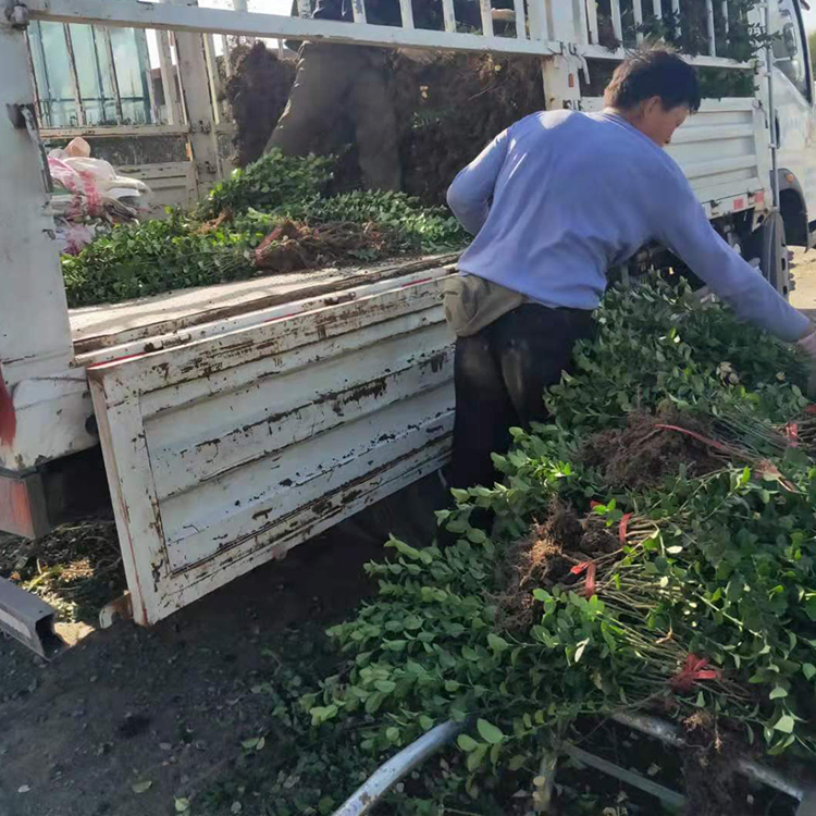 基地批发卫矛 丛生卫矛小苗供应 全意花卉