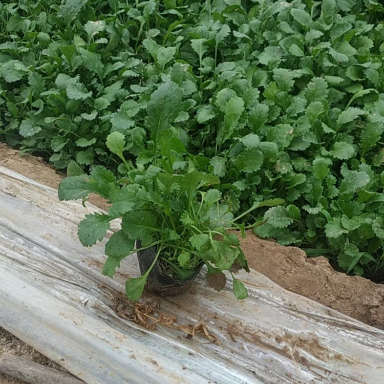 庭园点缀栽植用大滨菊小苗  批发大滨菊苗  性喜阳光温暖