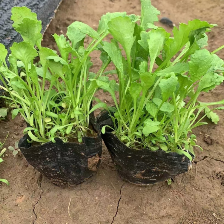 冠森  西洋滨菊价格  养护简单