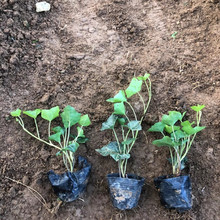 供应攀援植物 常青藤  金边常青藤价格  常绿攀援灌木