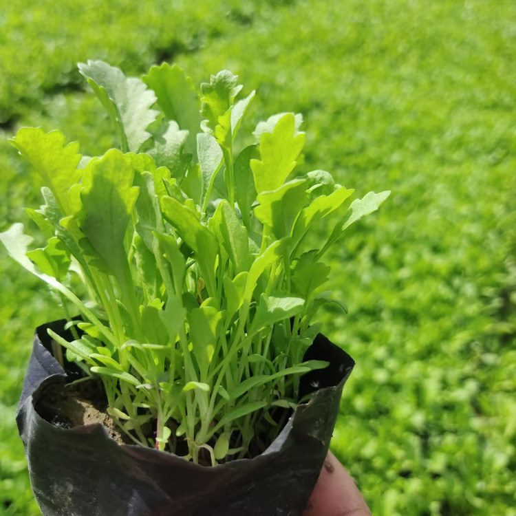 庭园点缀栽植用大滨菊小苗  大滨菊幼苗  有较高的观赏价值