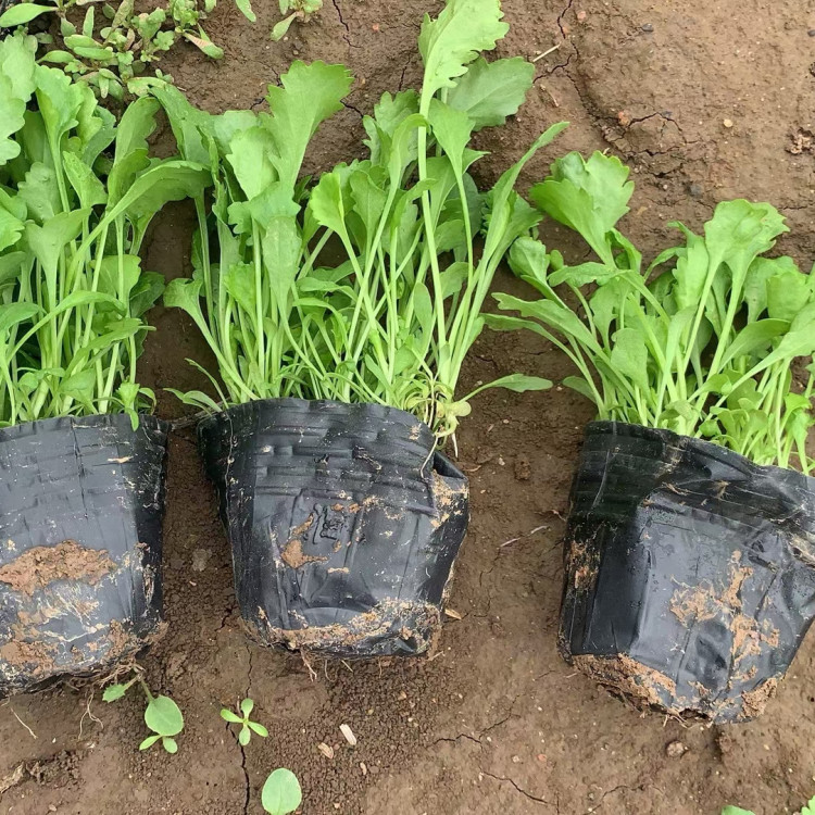 冠森  批发大滨菊苗  耐寒能力强