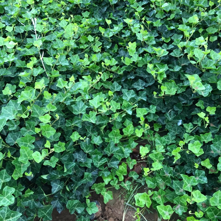 供应攀援植物 常青藤  常青藤定购  常春藤叶形美丽  观赏性好