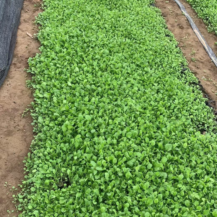 绿化植物大滨菊花海  大滨菊  多用于林缘或坡地片植
