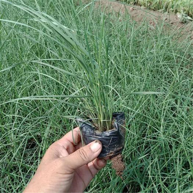 粉黛乱子草小苗  欢迎来电咨询  草类植物粉黛乱子草行情
