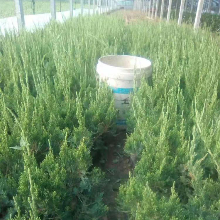 小龙柏苗木 种植密度高 山东小龙柏报价