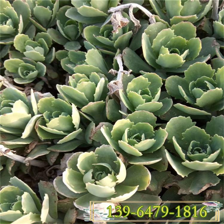 影院观赏植物八宝景天  八宝景天小苗  耐寒抗旱 易成活