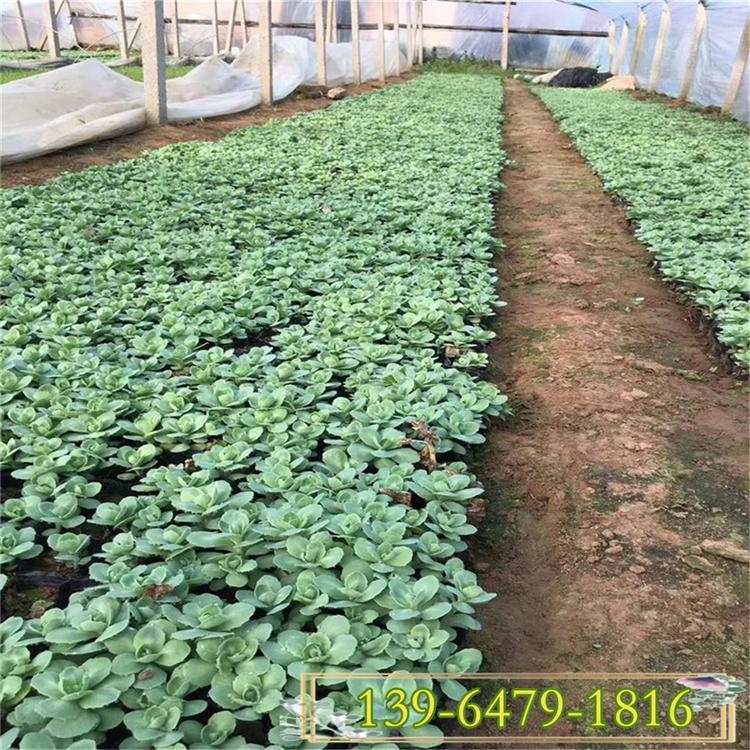 绿化景观宿根地被  景天绿化工程苗  花色艳丽 观赏性好