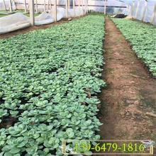 绿化景观宿根地被  景天绿化工程苗  花色艳丽 观赏性好