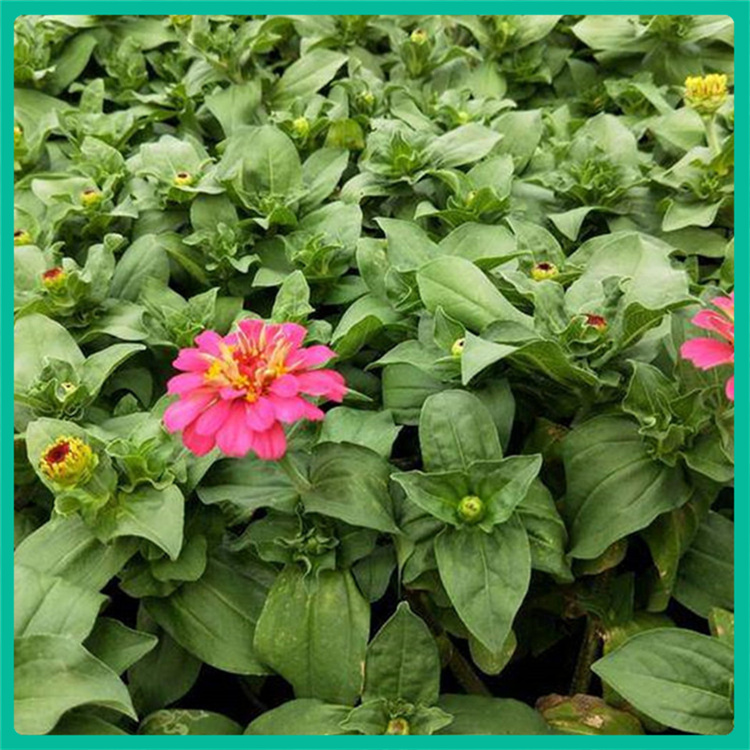 彩诺  黄色百日草小苗   青州草花批发基地