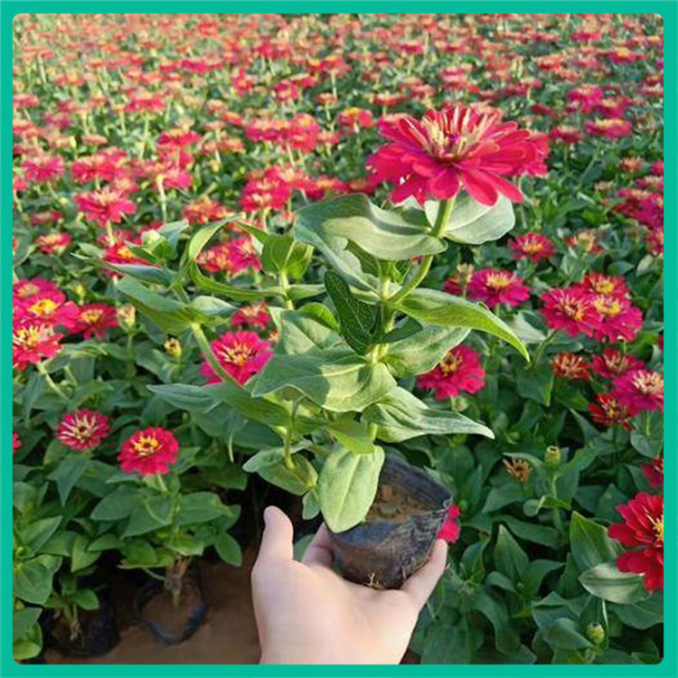 彩诺  百日菊批发商   花境前景点缀花卉