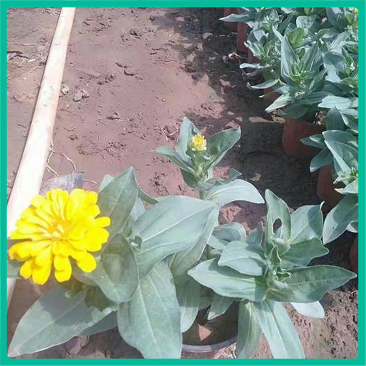 彩诺  百日菊批发商   绿化工程用草景区花海