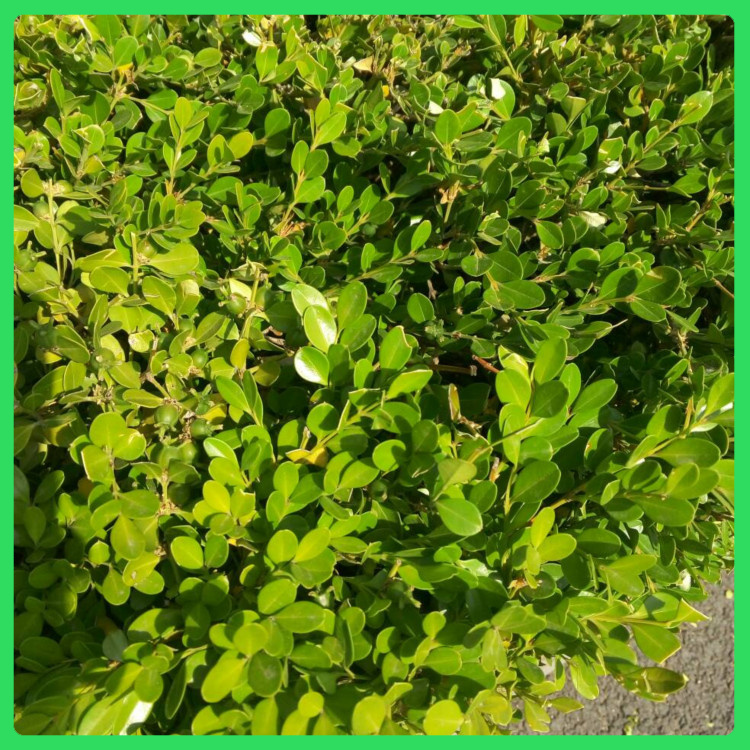 大叶黄杨苗圃种植  大叶黄杨小苗  可应用于公园、庭园、绿墙和高速公路