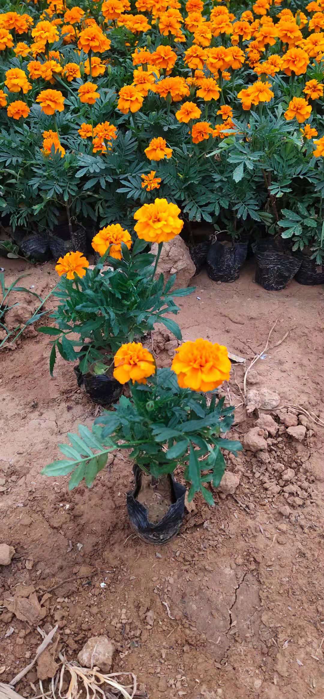基地培育 孔雀草  黄色孔雀草 品种全