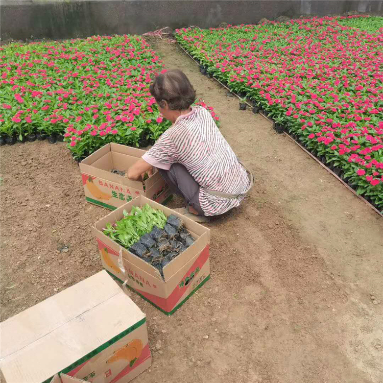 天天开价格  庭园美化长春花花苗   苗圃直售