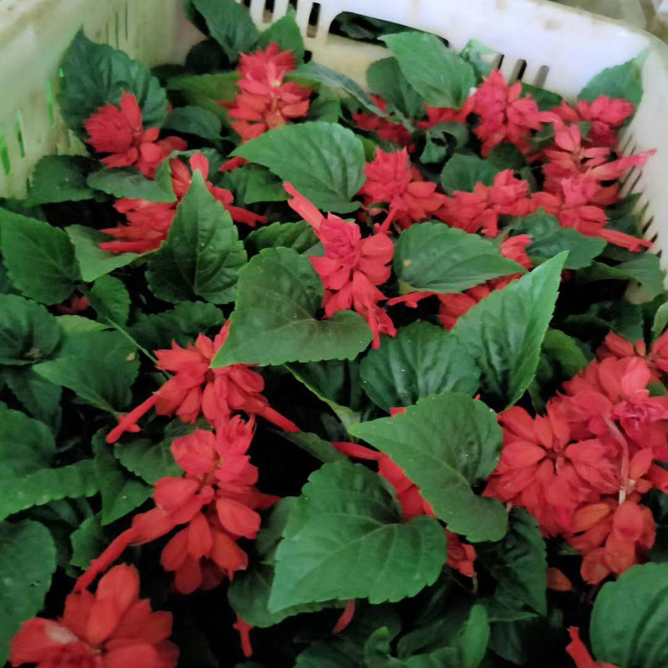 家庭观赏性花卉一串红   世纪红盆栽价格  花朵繁密，色彩艳丽