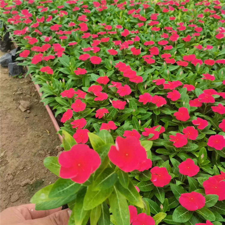 众智 供应天天开  花境前景点缀长春花   苗圃直售