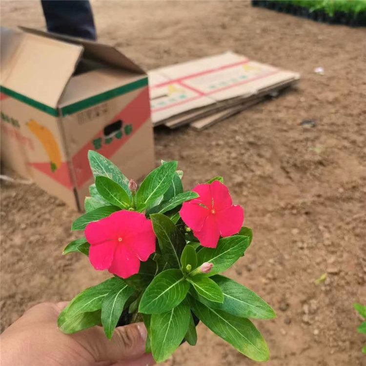 天天开小苗基地  花境前景点缀长春花   基地直供