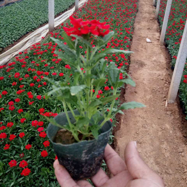 耐寒宿根花卉细叶美女樱  宿根美女樱  着花繁盛，花期长