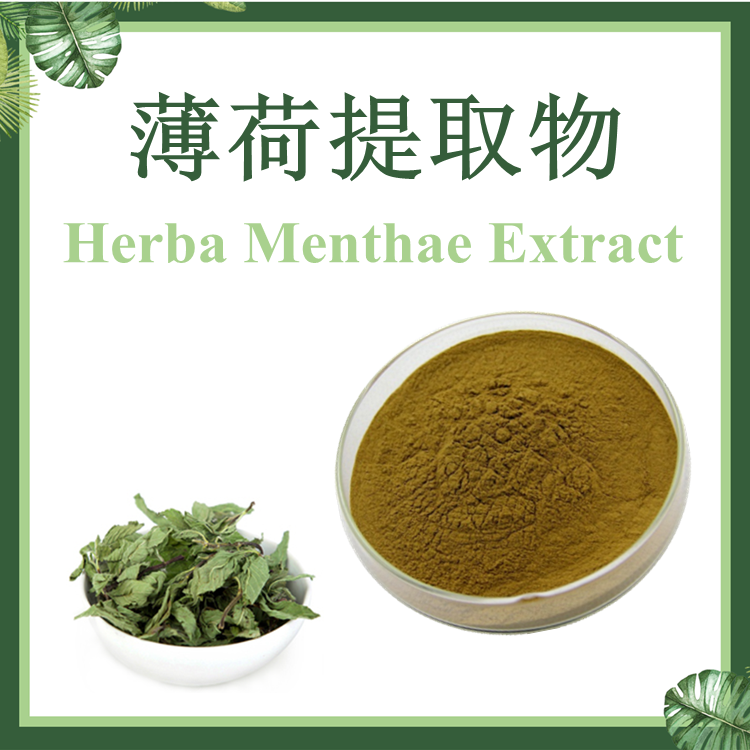 【慈缘生物】薄荷叶提取物 10:1 薄荷提取物 现货供应