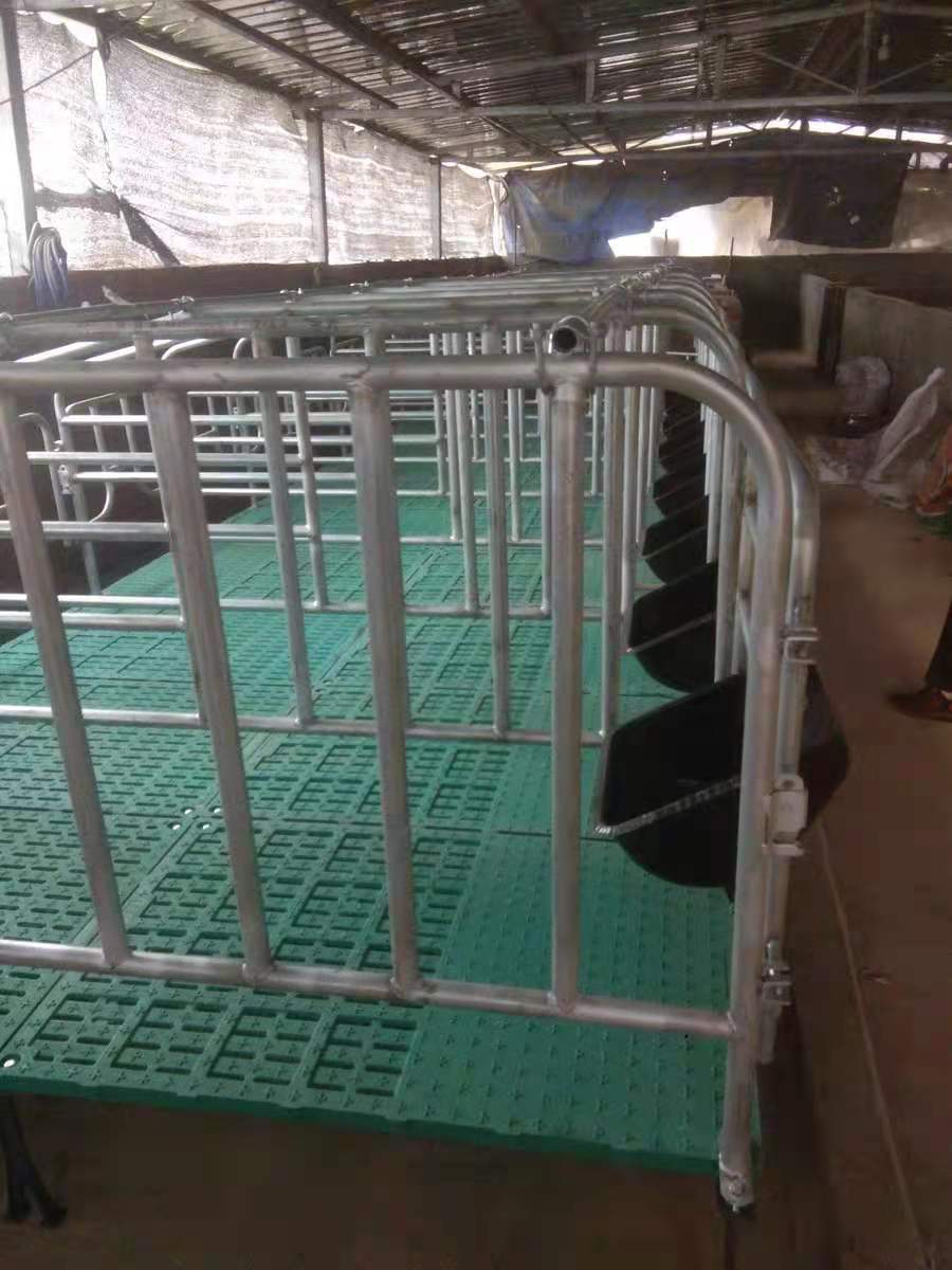 限位栏母猪10猪位 热镀锌 母猪限位栏产床 落地式猪用定为栏