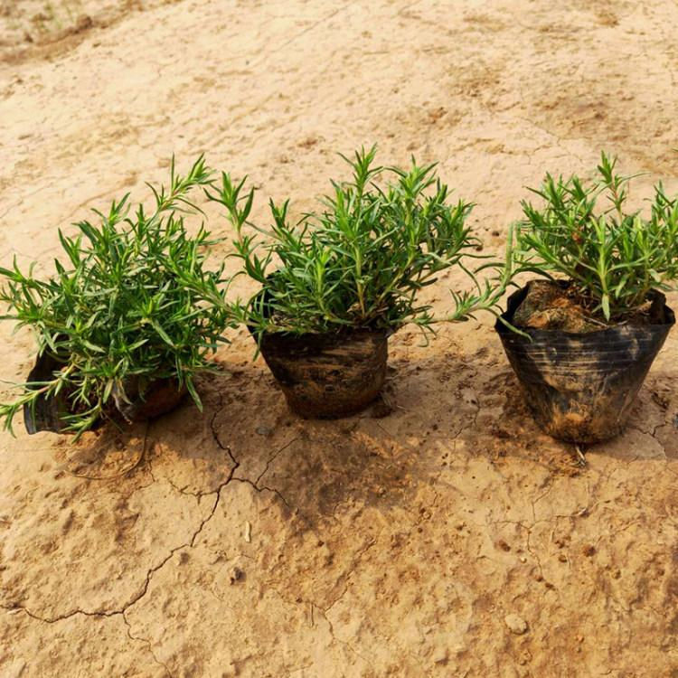 苗圃直供芝樱小苗 芝樱小苗基地 观赏价值高