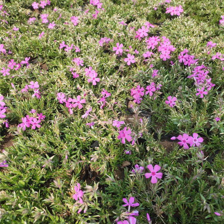 芝樱基地 天亿良友批发芝樱 欢迎来电
