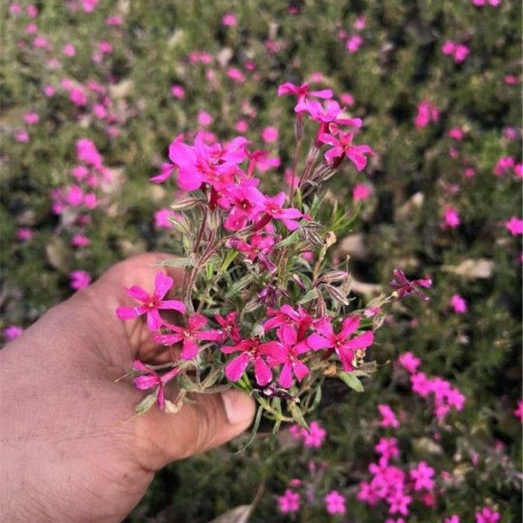 山东芝樱小苗 芝樱小苗基地 价格优惠