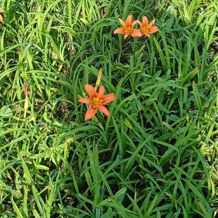 山东大花萱草营养杯苗 大花萱草营养杯苗培育基地 欢迎来电