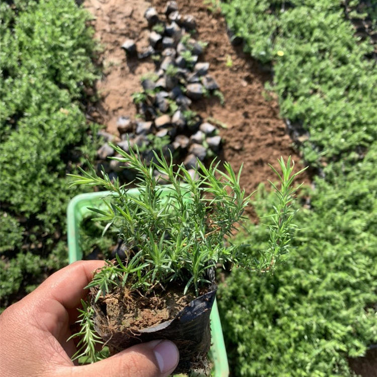 山东福禄考 福禄考培育基地 欢迎来电
