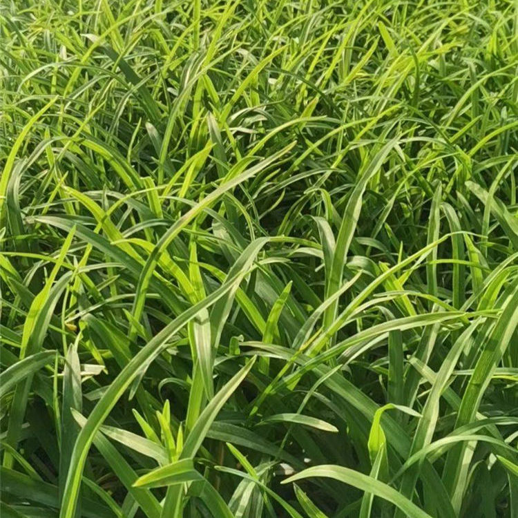 基地直发大花萱草小苗 大花萱草小苗供应 观赏价值高