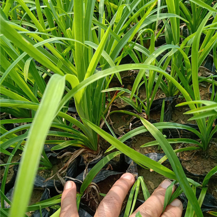 天亿良友批发大花萱草盆栽 大花萱草盆栽批发基地 价格优惠
