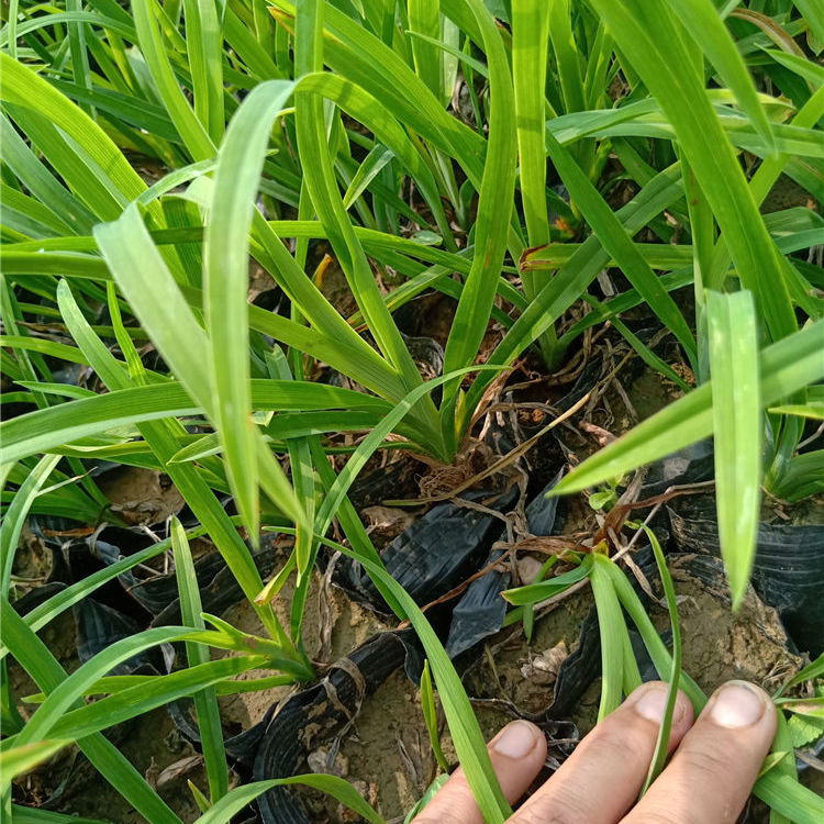苗圃直供大花萱草营养杯苗 大花萱草营养杯苗供应 观赏价值高