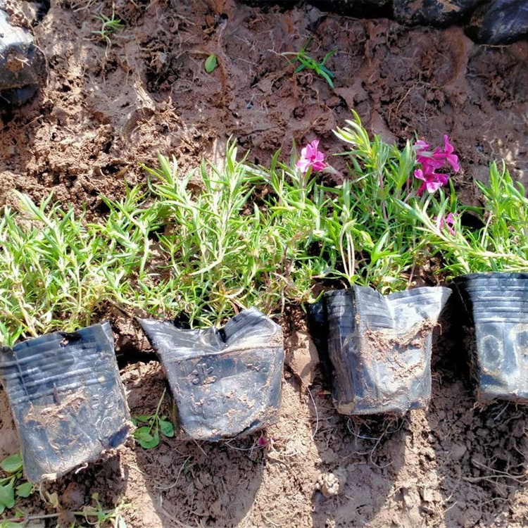 天亿良友批发芝樱小苗 芝樱小苗批发基地 欢迎来电