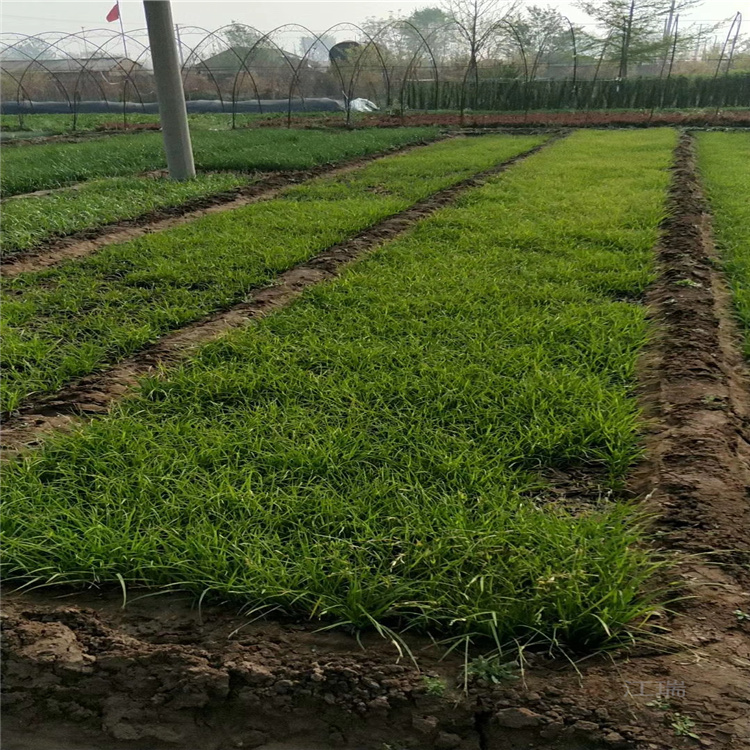 涝峪苔草露天种植 涝峪苔草厂家 价格从优