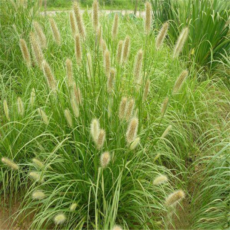 狼尾草厂家 安徽狼尾草批量出售 观赏草供应基地