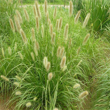 狼尾草厂家 安徽狼尾草批量出售 观赏草供应基地