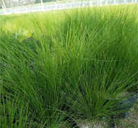 细茎针茅种子一斤发货 细茎针茅培育 墨西哥羽毛草采购